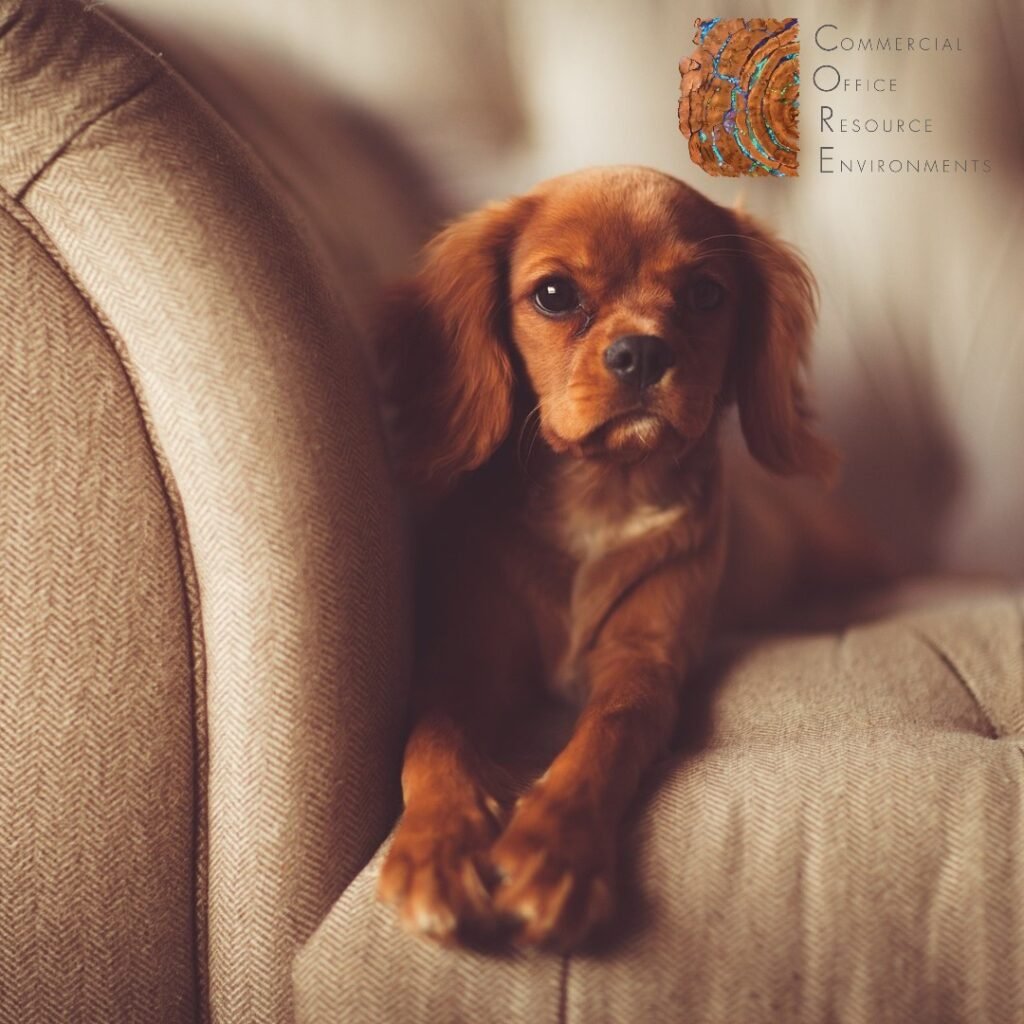 Dia Nacional de Levar Seu Cachorro ao Trabalho comemora a relação entre pets e profissionais