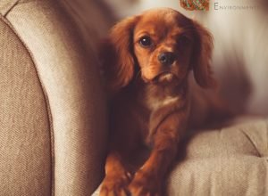 Dia Nacional de Levar Seu Cachorro ao Trabalho comemora a relação entre pets e profissionais