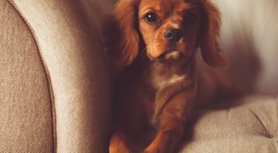 Dia Nacional de Levar Seu Cachorro ao Trabalho comemora a relação entre pets e profissionais