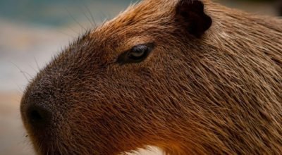 1_capivara_aparece_no_quintal_de_casa_no_rio_surpreende_moradores_e_acaba_resgatada_por_equipe_ambie.jpeg