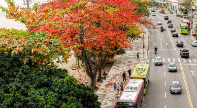 Arborizacao.png