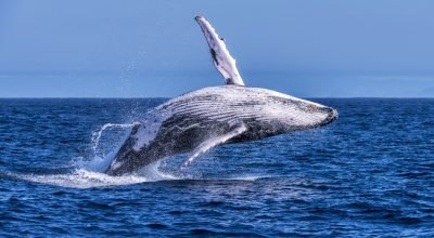 Baleia-jubarte-Megaptera-novaeangliae_LeonardoMercon1-1536x1024.jpg