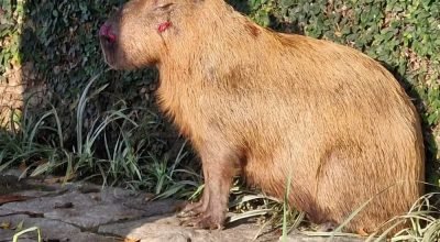 Capivara-e-agredida-a-pauladas-por-oito-homens-na-0016390500202603211331.jpg