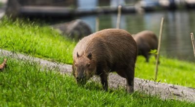 Capivara-na-Lagoa-Diario-do-Rio.jpeg
