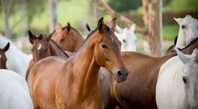 Cavalos-Instituto-Vital-Brazil.jpg