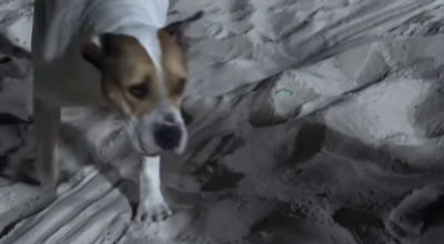 Chihuahua-morre-apos-ataque-de-cadela-solta-em-Ica0016500000202604301137.png