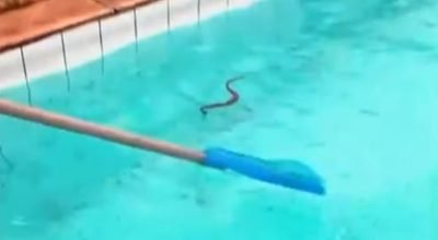 Cobra-nadando-na-piscina.jpg