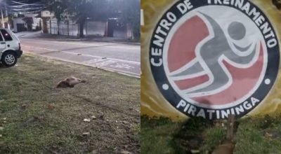 Duas-capivaras-sao-encontradas-mortas-em-Piratinin0016569900202605231002.jpg