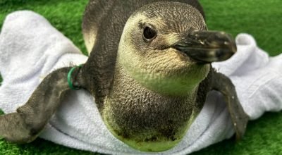 Instituto-Albatroz-resgata-pinguins-em-praias-de-C0016714600202607160829.jpg