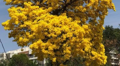 Ipe-Amarelo.jpeg