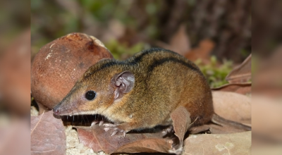 NOVA-ESPECIA-MARSUPIAL.webp.webp