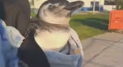 Pinguim-e-resgatado-ferido-no-Piscinao-de-Ramos0016709100202607141227.png