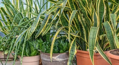 Sansevieria-trifasciata_1773971247995.jpg