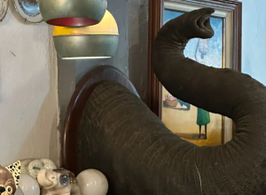TROMBA-DE-ELEFANTE.png