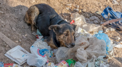 abandono-animal-pet-cachorro.png