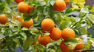 arvore-de-laranja_1773368951030.jpg
