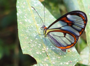 borboleta-asa-de-vidro.png