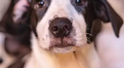 cachorro.png