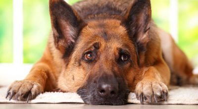 cachorro-triste_1768011915533.jpg