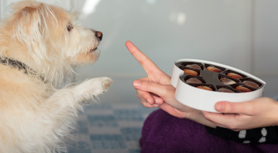 cao_pet_chocolate.png