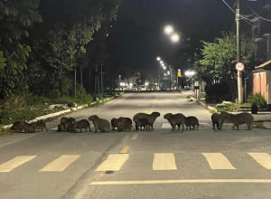 capivara.png
