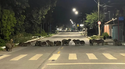 capivara.png