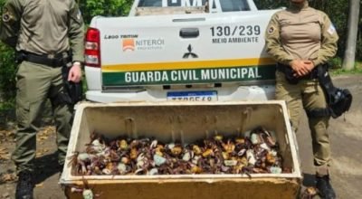 caranguejos_uca___divulgacao-593822.jpg