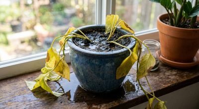 freepik_planta-em-vaso-com-folhas_2777366195.jpeg
