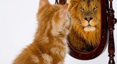 gato-e-leao-espelho-1000x683.jpg