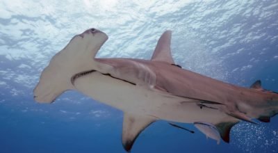 hammerhead-shark_1781821466978-1000x563.jpg