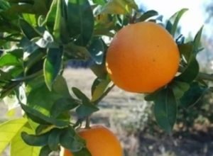 laranja-bahia-citrus-sinensis.jpg