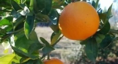 laranja-bahia-citrus-sinensis.jpg