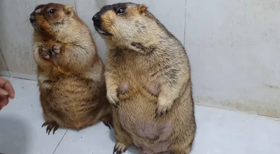 marmota-fofura-viral.webp.webp