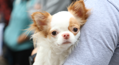 pet-cachorro-guarda-compartilhada.png