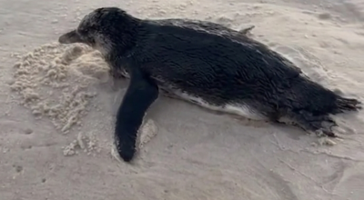 pinguim-barra.png