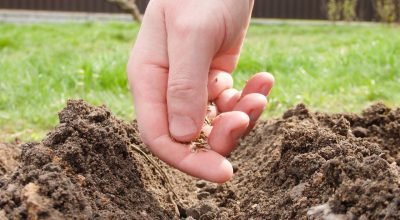 plantando-semente-de-tempero_1774552096347.jpg