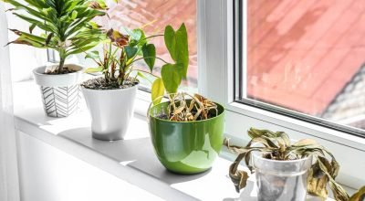plantas-murchas_1773361244002.jpg