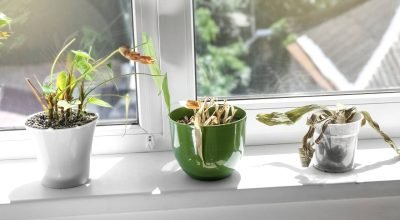 plantas-murchas_1774232051456.jpg