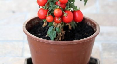 tomate-cereja-plantado_1774363578328.jpg