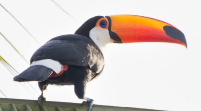 tucanos-1536x864.jpg