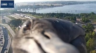 urubu-camera-cor-rio.jpg